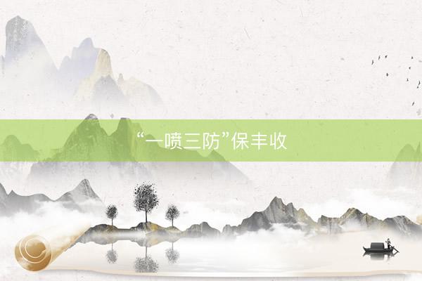 “一喷三防”保丰收